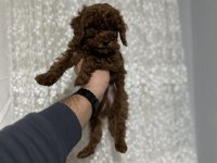 Sağlık ve ırk garantili toy poodle yavrularımız
