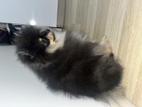 3 aylık bir dişi bir erkek pomeranian