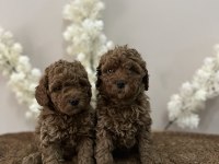WC EĞİTİMLİ AŞILI ORJİNAL RED BROWN TOY POODLE