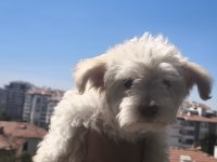 Maltese Terrier 3 Aylık