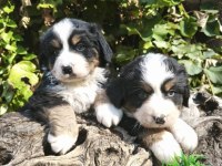 MUHTEŞEM BERNESE BEBEKLER
