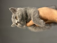 Safkan Top Kafa British Shorthair Bebişler