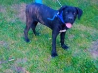 Cane corso köpeği