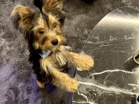 Yorkshire Terrier 5 Aylık