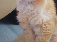 KEDİMİZ İÇİN EŞLEŞME İLANIDIR