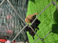 Toy Poodle bebekler