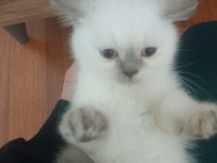 British shorthair blue point yavrular