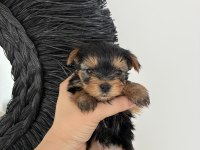 Kore kan yorkshire terrier bebeklerimiz