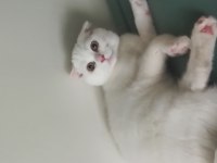 Yavru acil scottish fold