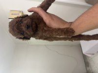 Teslime Hazır Poodle Yavrular