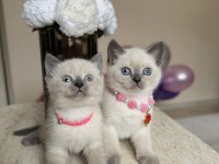 British Shorthair Bluepoint Yavrular