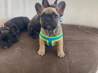 Güzeller güzeli french bulldog yavrularımız