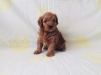 Maltipoo yavrularım orijinal ev doğumlu