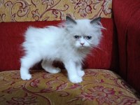British yavrularımız yeni yuvalarını arıyor