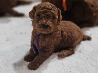 Minik Toy Poodle Yavrularımız