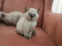 British shorthair blue point yavrular