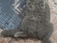 Tam bir deli scottish fold