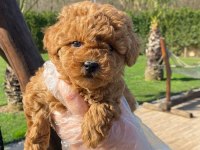 Poodle Çiftliğinden Mükemmel Poodle Yavrularımız
