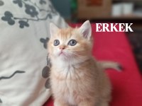 British Shorthair Kediler