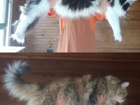 XXL mükemmel profil-dopdolu belge safkan şecereli MCO