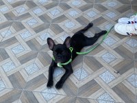 3,5 aylık french bulldog oğlumuzu sahiplendiriyoruz