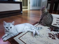 Oyuncu 3 Aylık Erkek İki British Shorthair Yavrularımız