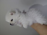 Pomeranian süt beyaz