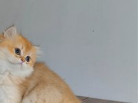 British longhair yavrularımız yeni yuvalarını arıyor