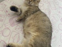 Yuvasını arayan güzellik british shorthair