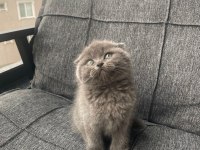 Ayı Surat Dişi Scottish Fold