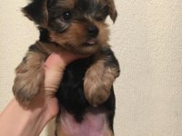 Mini Yorkshire Terrier yavruları