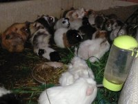 Büyük ve yavru guinea pig