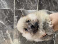 Orjinal Ayı Surat Pomeranian Boo Yavrular