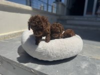 Wc eğitimli toy poodle yavrular ziyarete açık