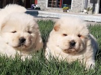 RUHSATLİ ÇİFLİKTEN ÖZEL CHOW CHOW YAVRULARI İSTANBUL