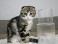 6 aylık kırık kulak scottish fold