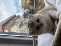 45 günlük scottish fold yavrular