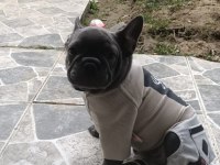 Ocak 10 doğumlu 2 karma yapıldı french bulldog