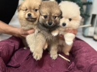 Pomeranian bebelerimiz