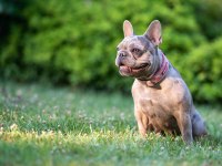 Takip şartıyla ücretsiz sahiplendirme french bulldog