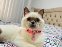 Aşıları tam british shorthair