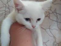 Yavru british shorthair kedilerimiz sahiplendirilecektir