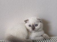 Scottish Shorthair Blue Point yavru