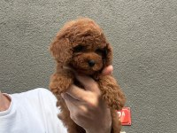 SAĞLIK VE IRK GARANTİLİ TOY POODLE