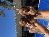 toy poodle yavrularım