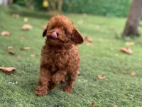 Sağlık Kontrolleri Yapılmış Toypoodle Yavrularımız