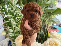 Toy Poodle Kore Bebeklerimiz