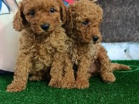 Toy poodle yavrularımız
