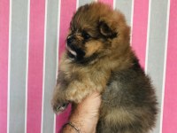 Ayı surat pomeranian bebekler veteriner kontrolünde teslim