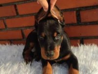 Asosyalseniz Dobermana İhtiyacınız Var